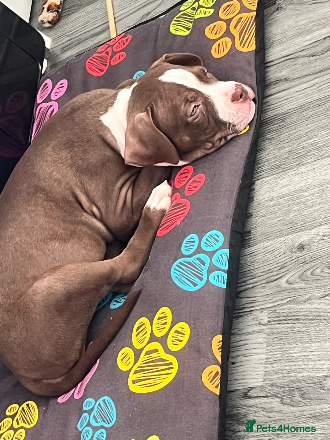 Mixed Breed dogs for sale: Chocolate lexi - Advert 2