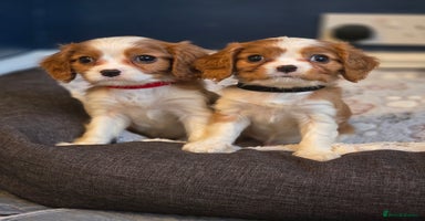 Cavalier King Charles Spaniel dogs FULLY HEALTH TESTED PARENTS KC REG MALE PUPPY - Advert 7