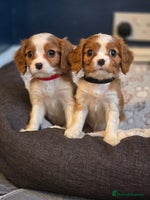 Cavalier King Charles Spaniel dogs FULLY HEALTH TESTED PARENTS KC REG MALE PUPPY - Advert 7
