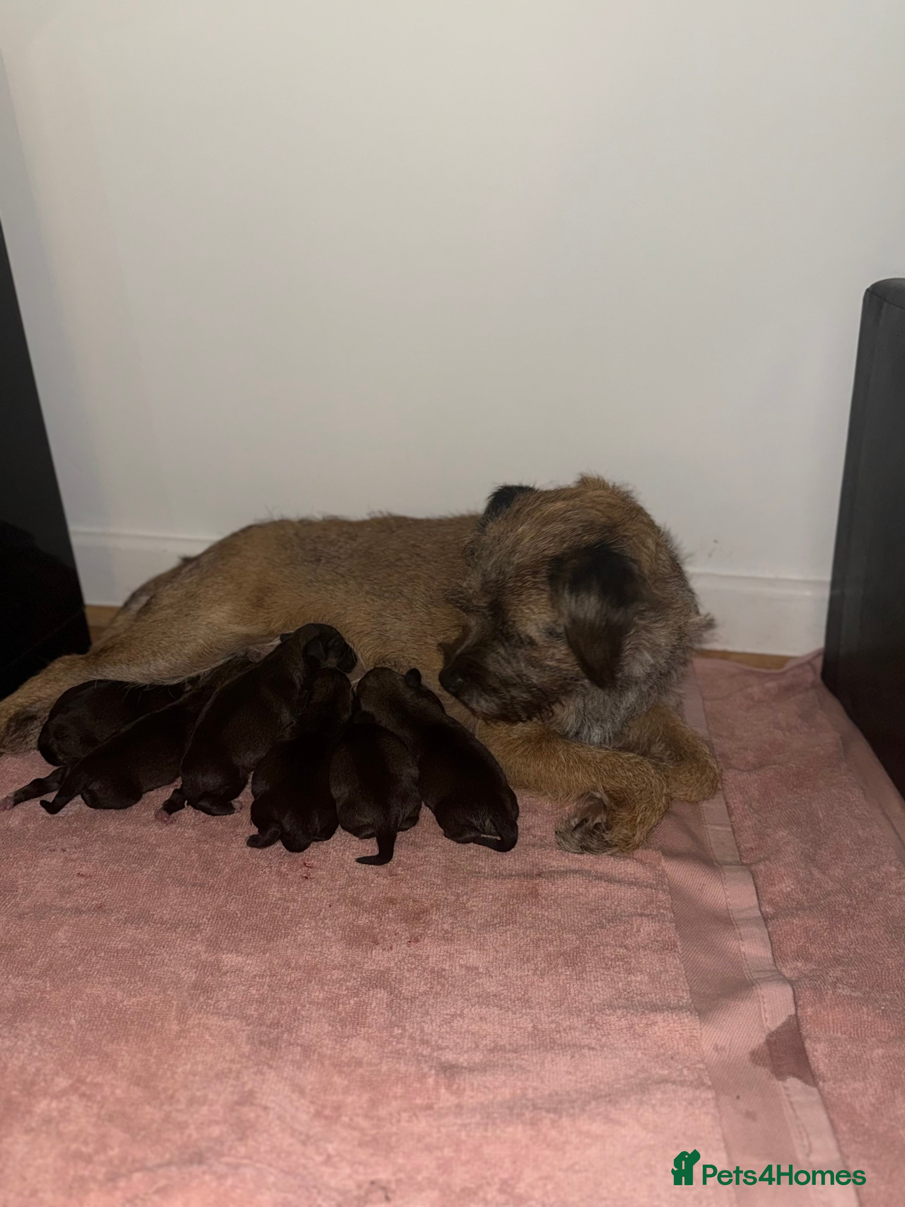 Mixed Breed dogs Border Terrier x *2 dogs left* - Advert 2