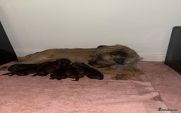 Mixed Breed dogs for sale: Border Terrier x Beagles  - Image 1