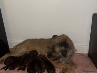 Mixed Breed dogs - Advert 14