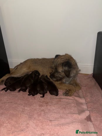 Mixed Breed dogs - Advert 3