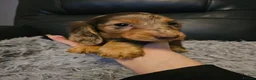 Miniature Dachshund dogs for sale: 4 beautiful longhaired babies - Advert 3