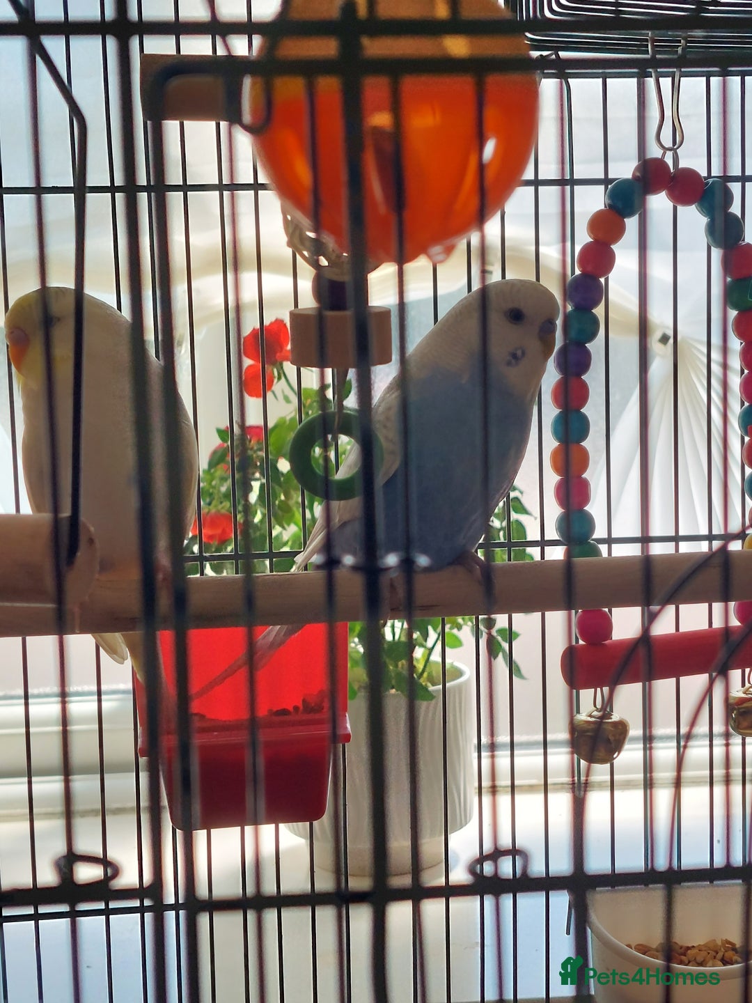 Budgerigars birds for sale: Male & Female Budgies - Advert 2