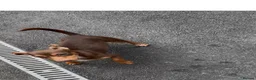 Jack Russell dogs for sale: Beutiful Jack Russel puppy’s  - Advert 3