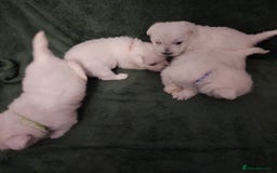 West Highland Terrier dogs for sale: Beautiful west highland terrier puppies 🐶  - Advert 4