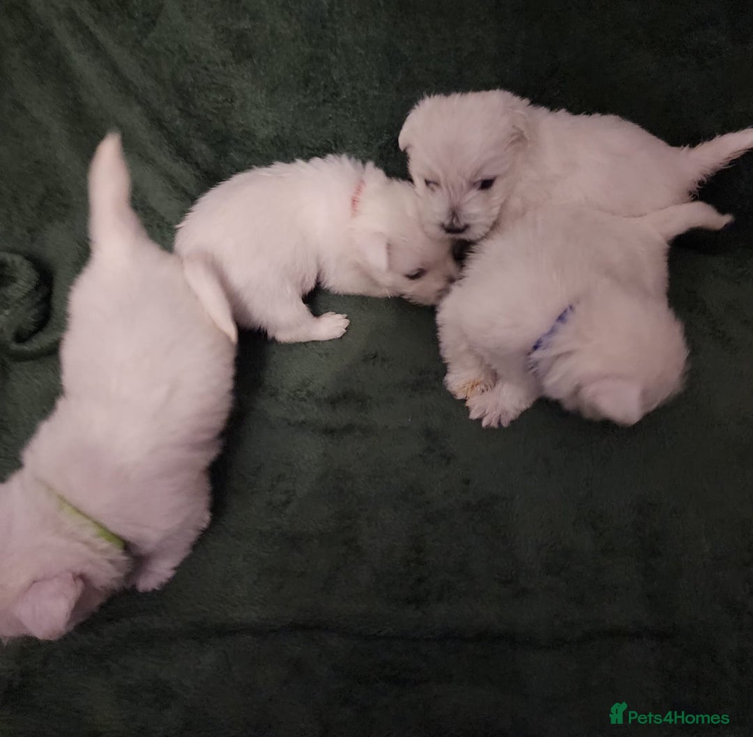 West Highland Terrier dogs for sale: Beautiful west highland terrier puppies 🐶  - Advert 4