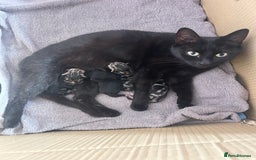 Mixed Breed cats for sale: Last black male tabby kitten - Image 3