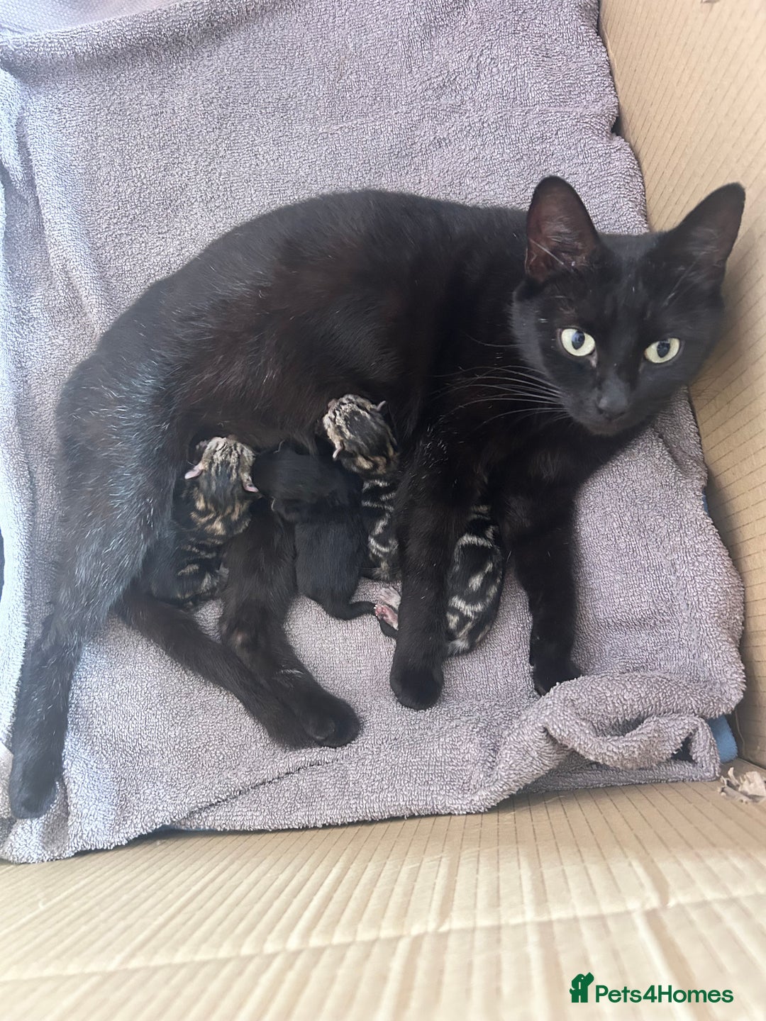 Mixed Breed cats for sale: Last black male tabby kitten - Image 3