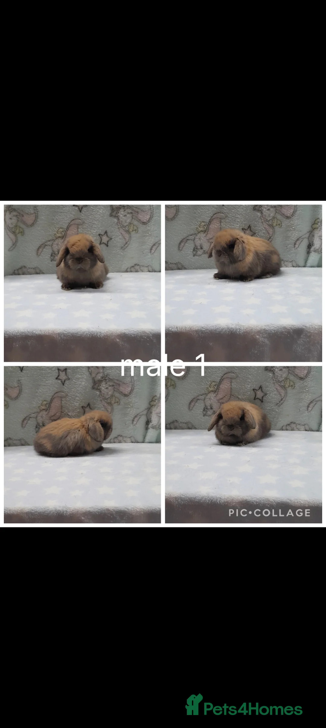 Mini Lop rabbits for sale: Gorgeous mini lop rabbits ready now  - Advert 1
