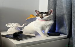 Mixed Breed cats for sale: My Myla - Image 1