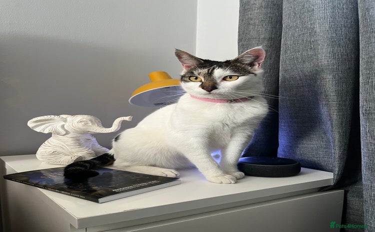 Mixed Breed cats - Advert 12