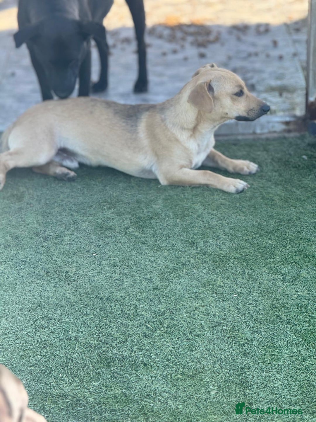 Mixed Breed dogs for adoption: Little Hugo looking for LOVE  - Image 6