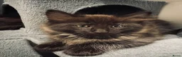 Maine Coon cats for sale: Absolutely gorgeous Maine Coon cross Kittens - Advert 11