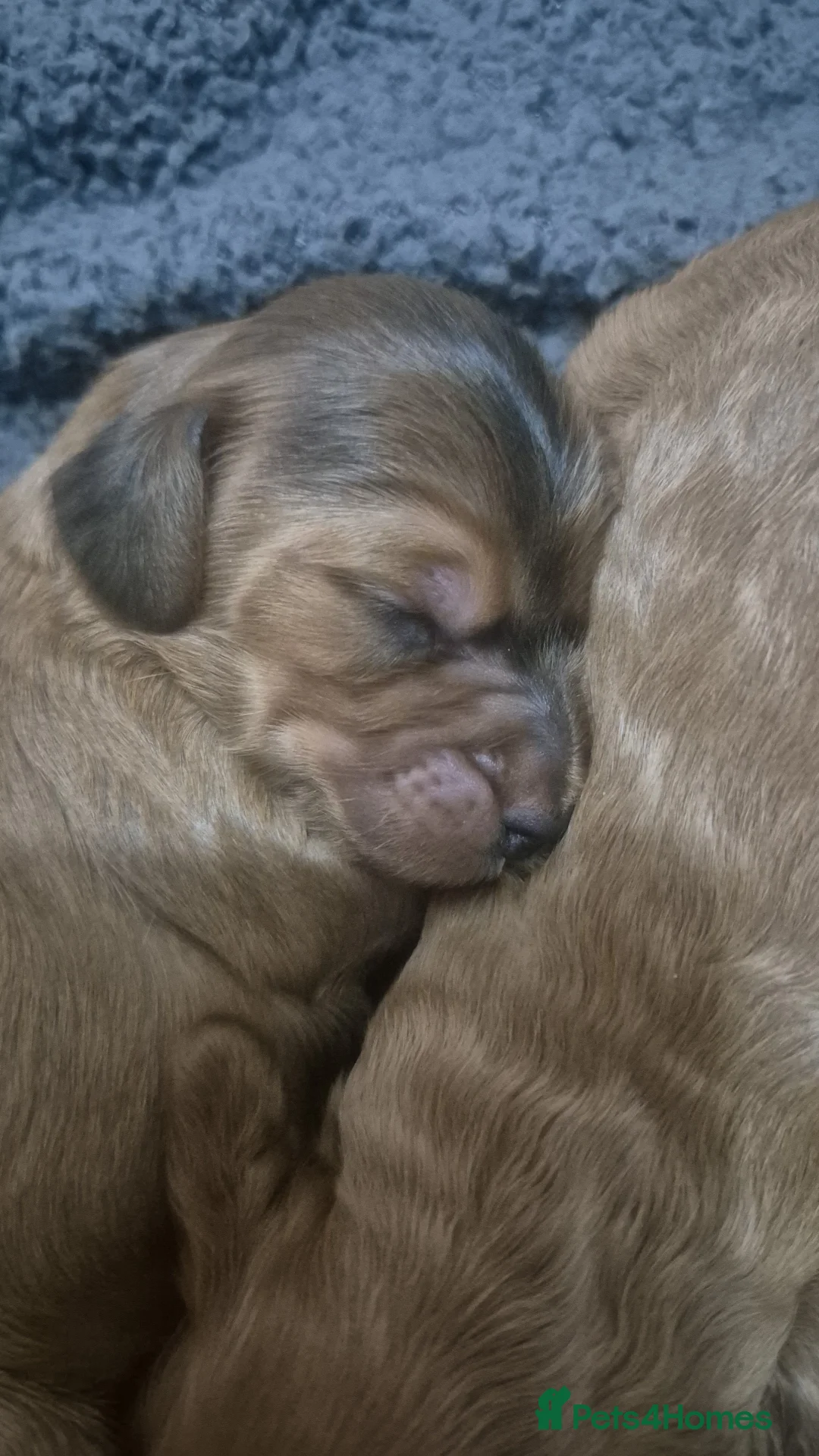 Cockapoo dogs for sale: Beautiful cockapoo puppies - Advert 18