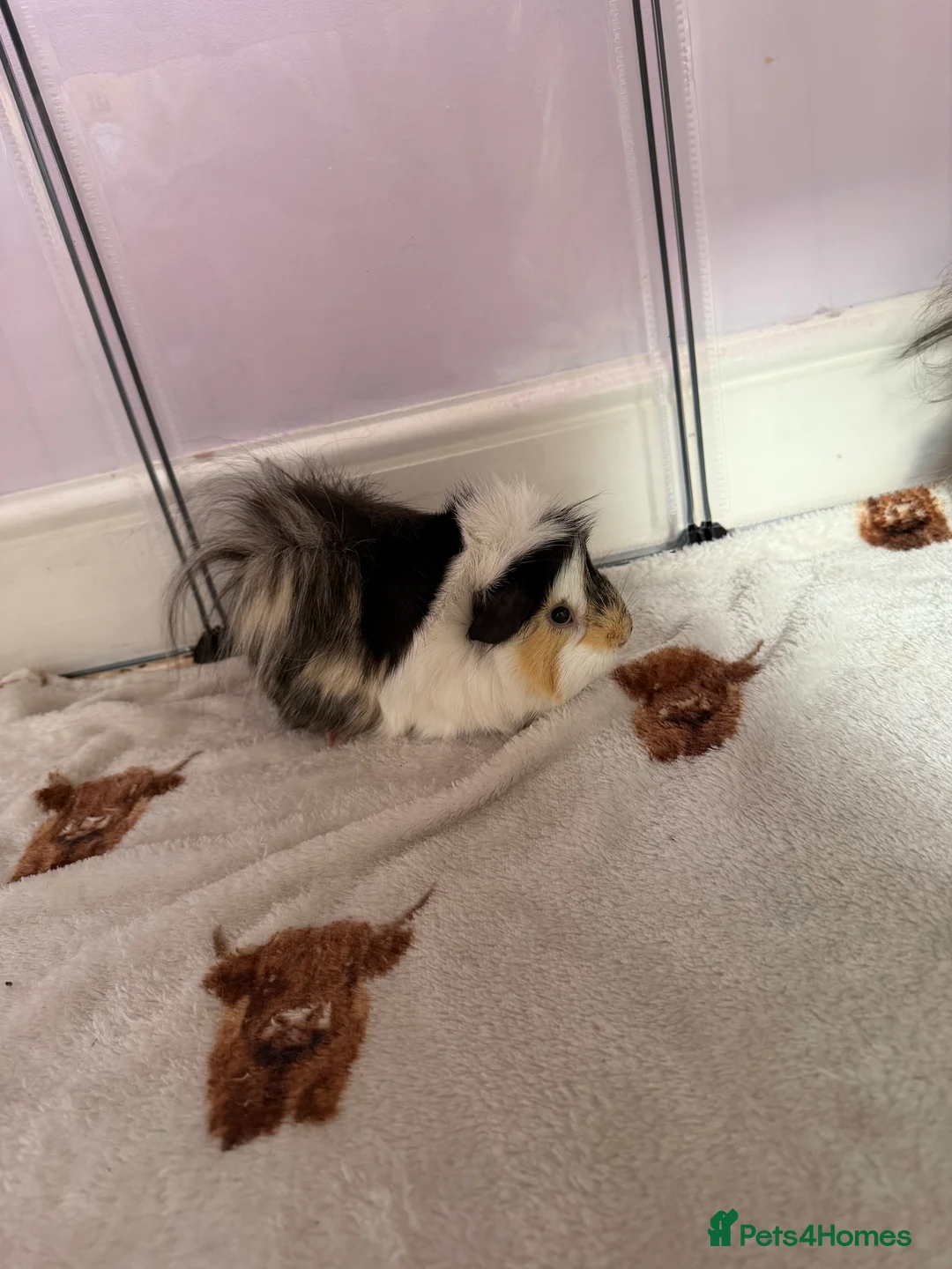 Guinea Pig rodents for sale: 3 female guinea pigs for sale  - Advert 2