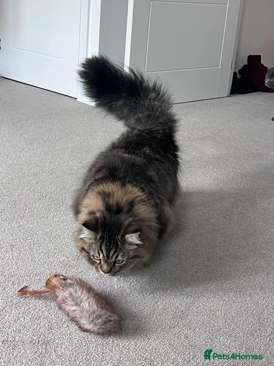 Turkish Angora cats for sale: Turkish Angora x Persian  - Advert 4