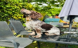 Cocker Spaniel dogs for sale: 1female 1male 7 month old puppies - Image 7