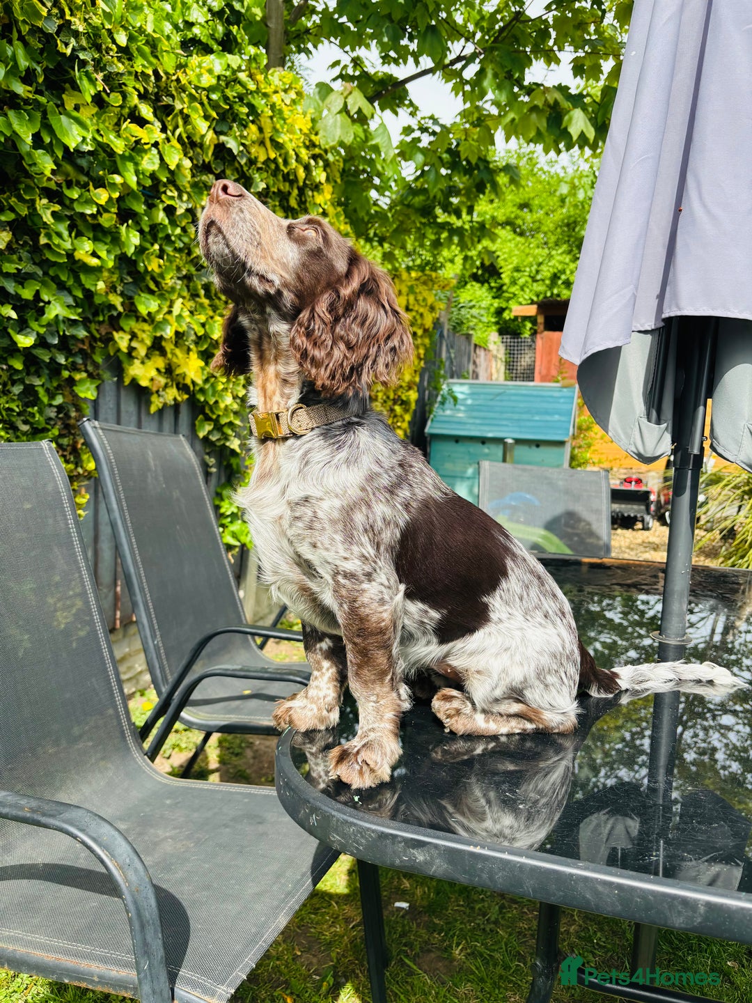 Cocker Spaniel dogs for sale: 1female 1male 7 month old puppies - Image 7