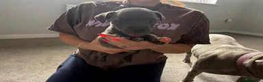 Staffordshire Bull Terrier 4