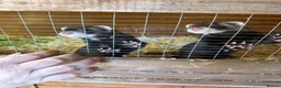 Ferret rodents for sale: Mixed ferret kits  - Advert 4