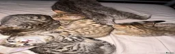 Bengal cats for sale: Bengal kittens  - Advert 28