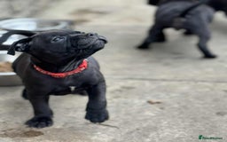 Staffordshire Bull Terrier dogs for sale: KC CHAMPION LINES STAFFORDSHIRE BULL TERRIER PUPS  - Image 9