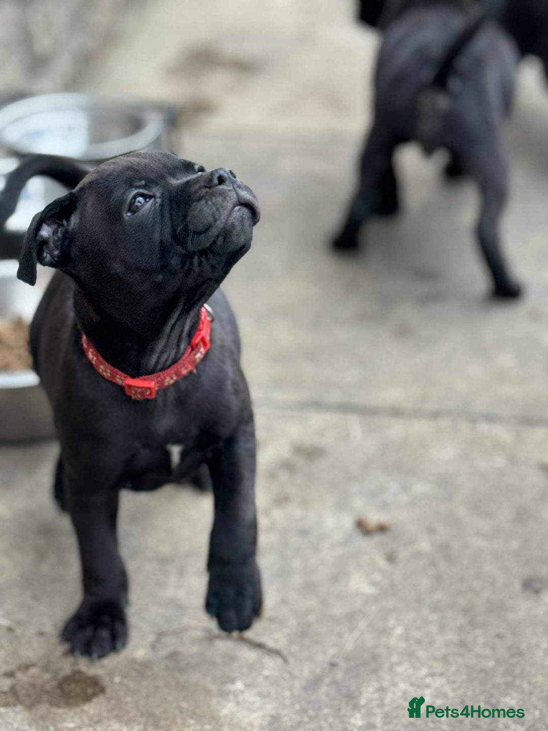 Staffordshire Bull Terrier dogs for sale: KC CHAMPION LINES STAFFORDSHIRE BULL TERRIER PUPS  - Image 9