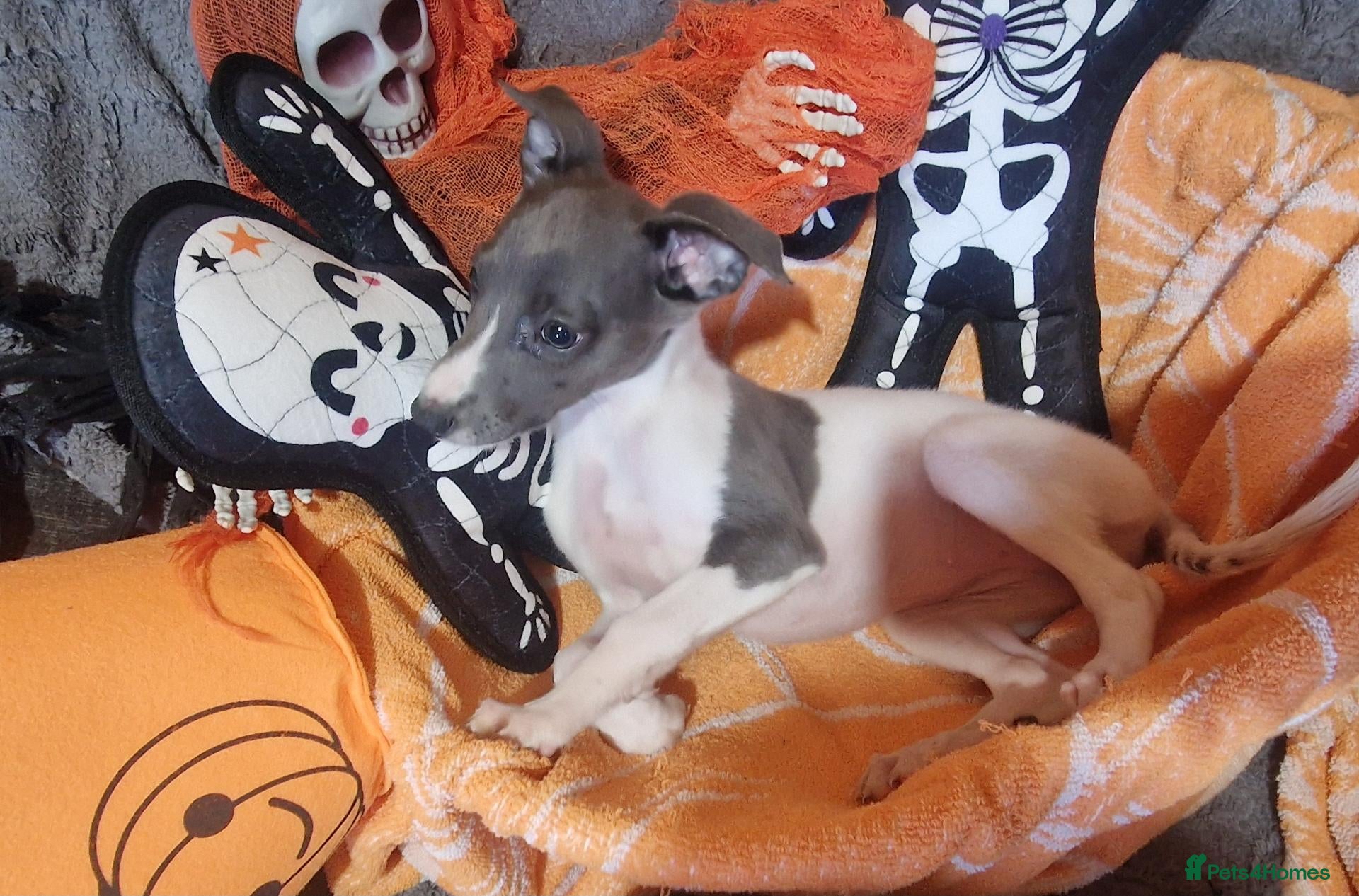 Whippet dogs Kc registered whippets - Advert 5