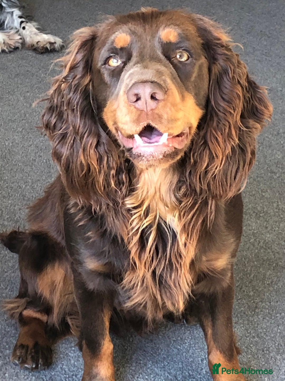 Cocker Spaniel dogs for sale: Working Cocker Spaniels  - Image 15