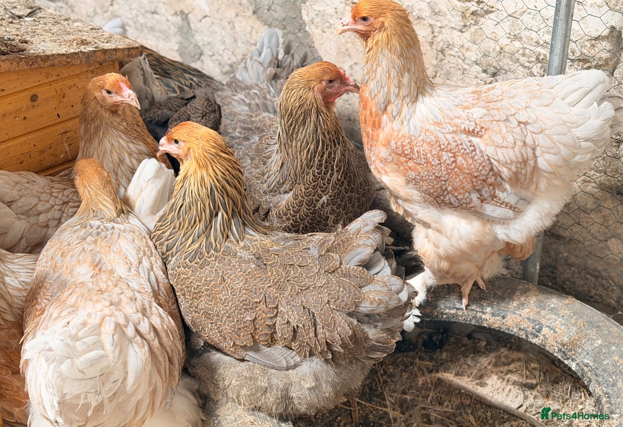 Chickens poultry 🌸🐔Updated 26th July - POINT OF LAY CHICKENS 🐔🌸 - Advert 1