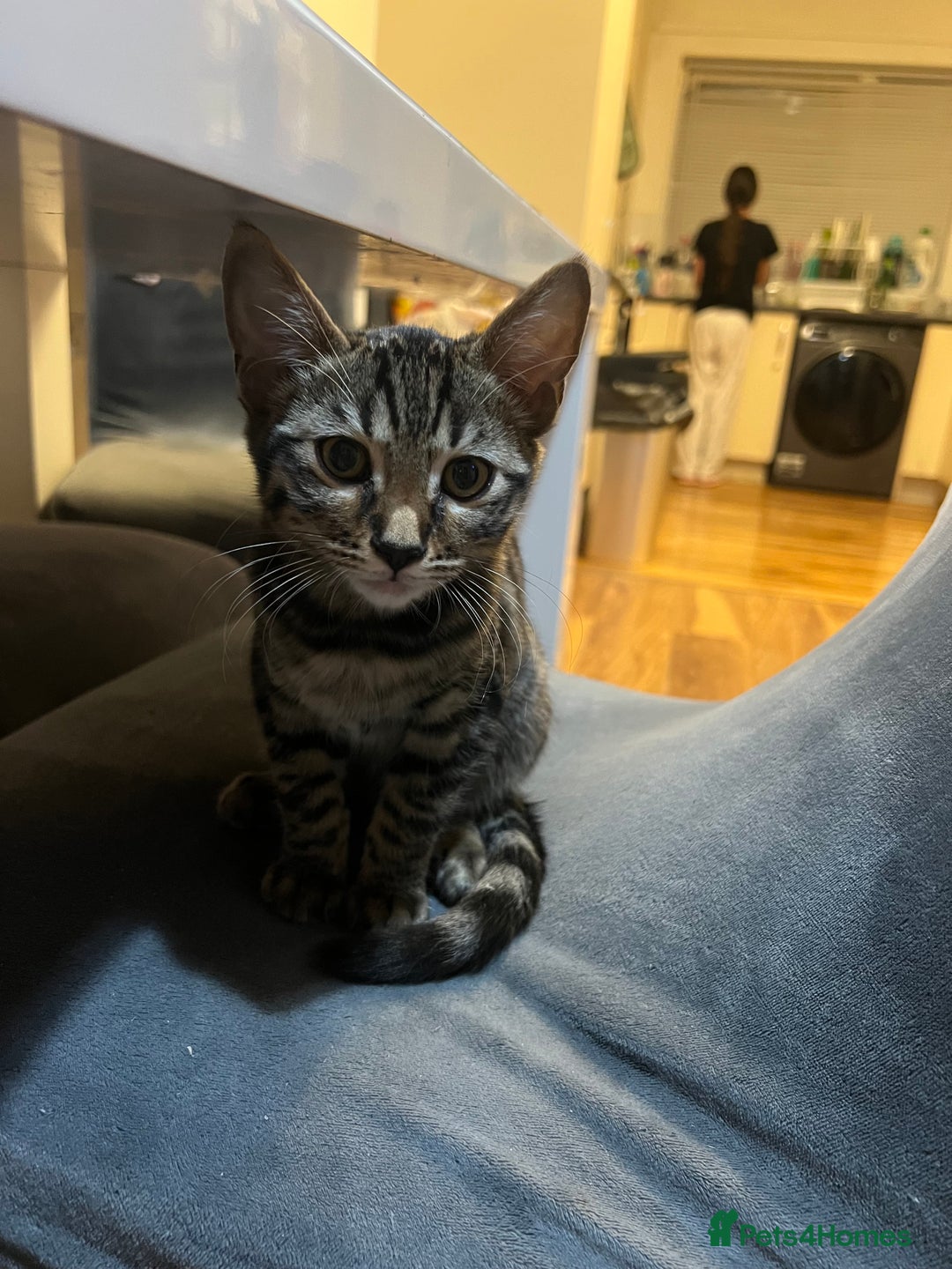 Mixed Breed cats for sale: HALF BENGAL KITTENS FOR SALE - Advert 3