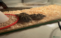 Quail poultry for sale: Button quail day old chicks  - Image 2