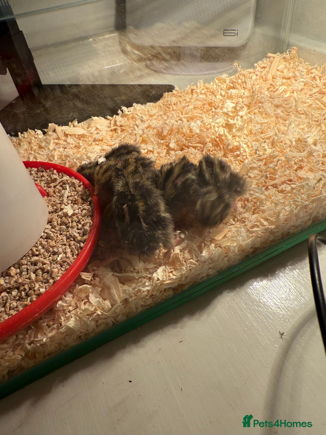 Quail poultry for sale: Button quail day old chicks  - Image 2