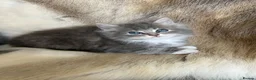 Ragdoll cats for sale:  Blue-lynx Ragdoll kittens pedigree bloodline  - Advert 9