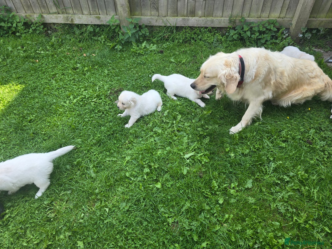 Golden Retriever dogs for sale: Cream Golden Retriever Puppies –Family Raised  - Image 19