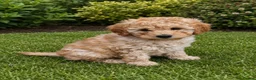 Labradoodle dogs for sale: Multi generation miniature Labradoodle - Advert 27