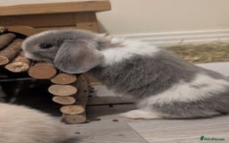 Mini Lop rabbits for sale: Mini loop  - Image 8