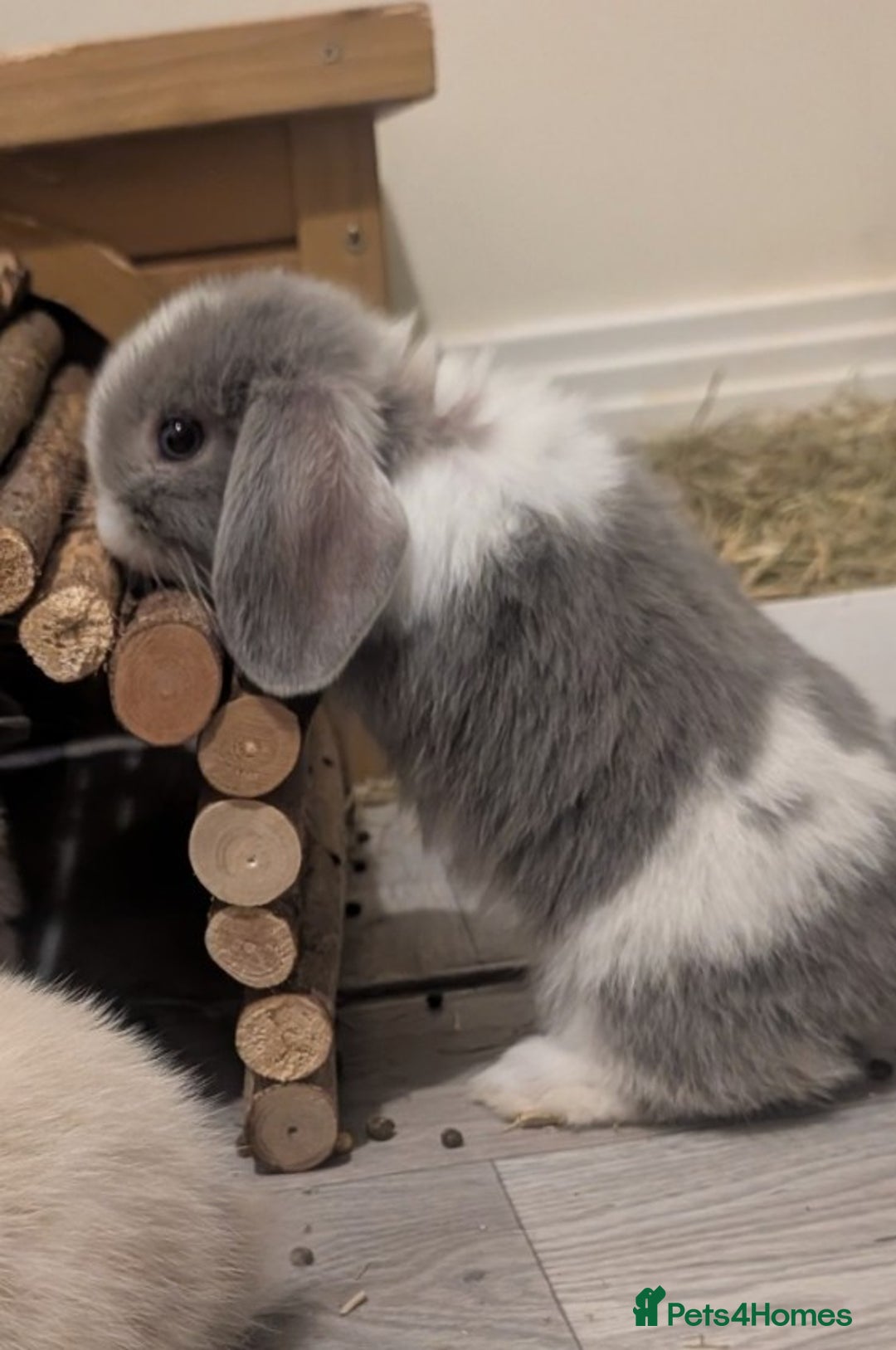 Mini Lop rabbits for sale: Mini loop  - Image 8