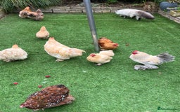 Chickens poultry for sale: 💕Bantam Pekins for sale 2025 birds 💕 - Image 6