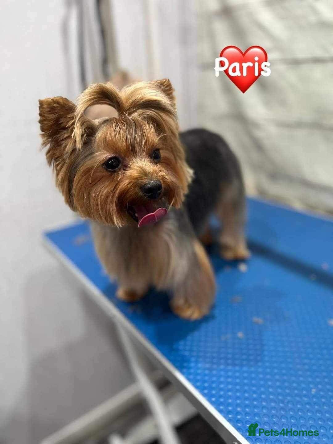 Yorkshire Terrier dogs 6 Beautiful Quality Kennel Club Registered Puppies - Advert 2
