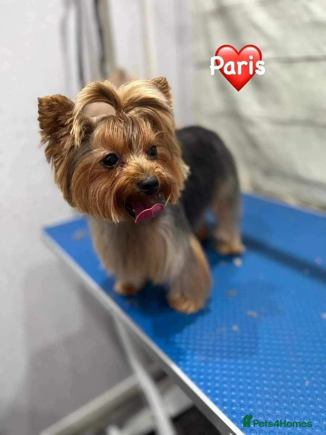 Yorkshire Terrier dogs for sale: 6 Beautiful Quality Kennel Club Registered Puppies - Advert 2