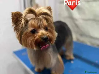 Yorkshire Terrier dogs 6 Beautiful Quality Kennel Club Registered Puppies - Advert 5