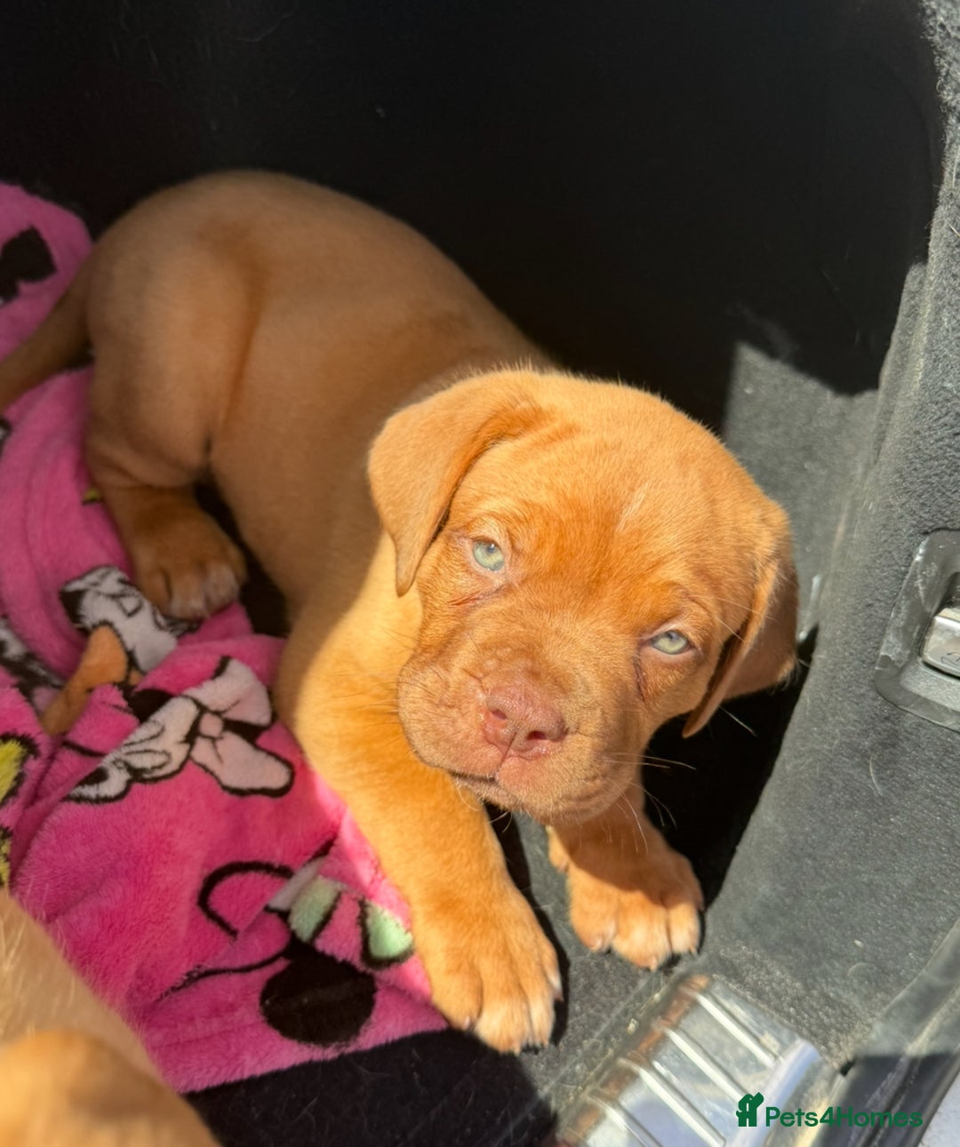 Dogue De Bordeaux dogs for sale: Beautiful litter of dogue de bordeauxs - Image 27