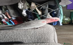 Cockatoo birds for sale: Galah Cockatoo - Advert 6