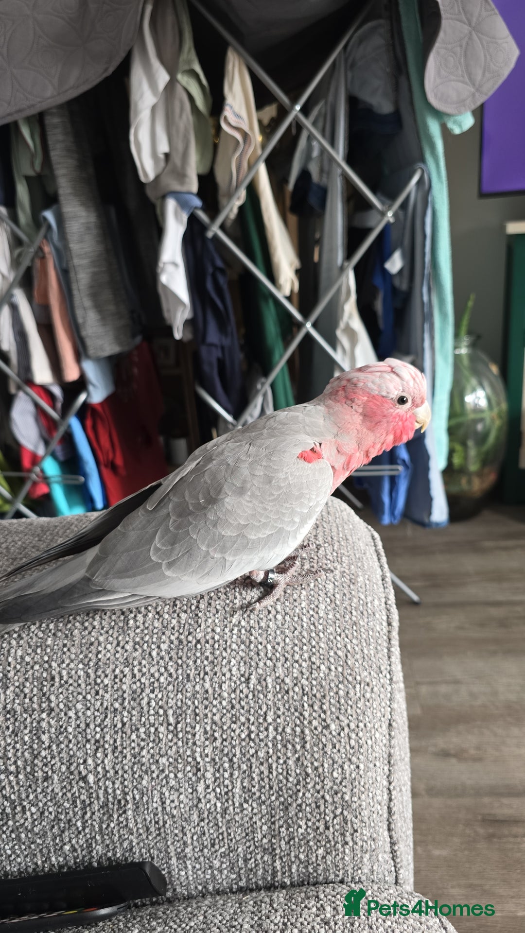 Cockatoo birds for sale: Galah Cockatoo - Advert 6