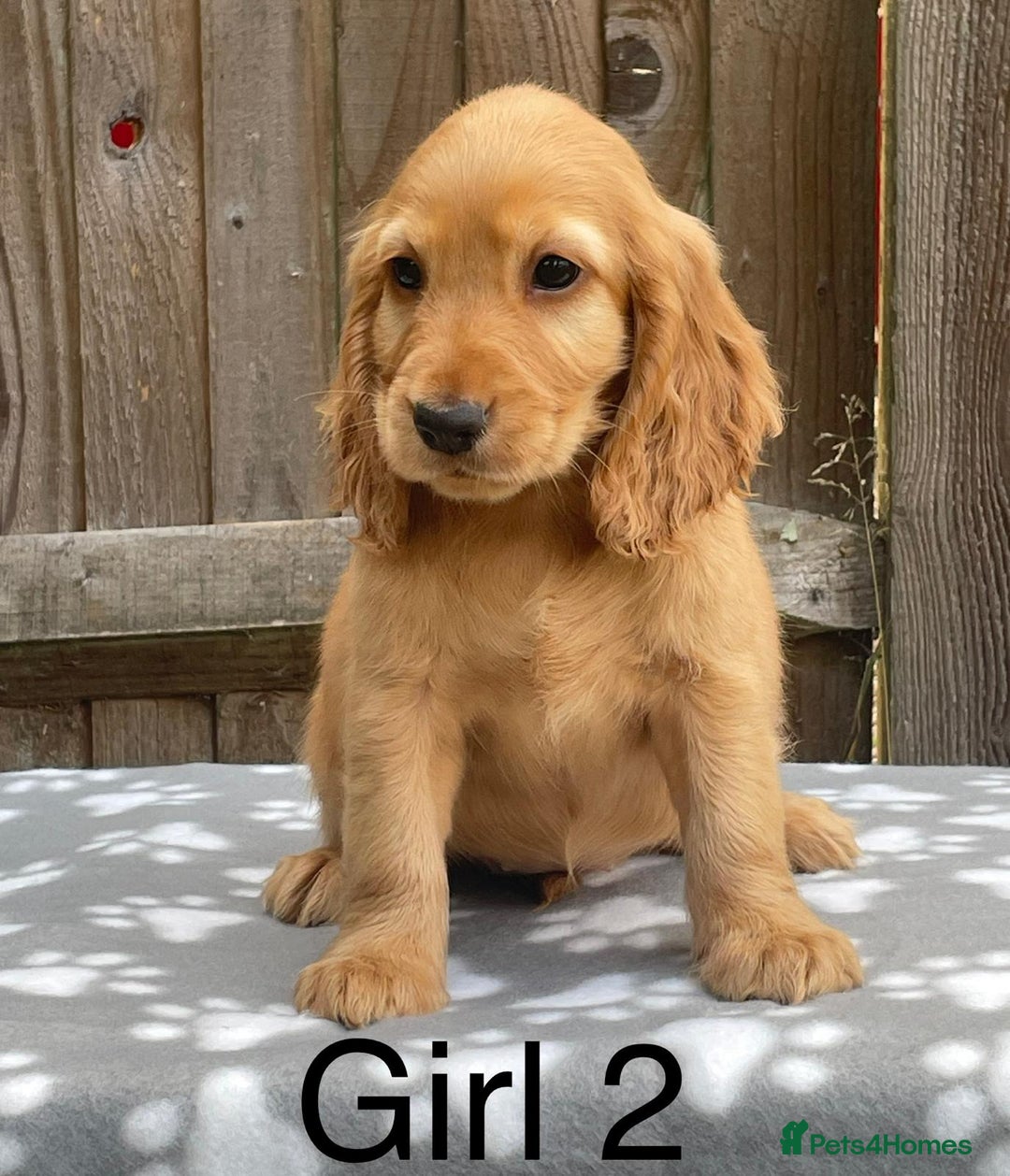 Cocker Spaniel dogs for sale: Cocker spaniel puppies - Image 2