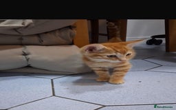 Mixed Breed cats for sale: Domestic Shorthair Kittens - Image 4