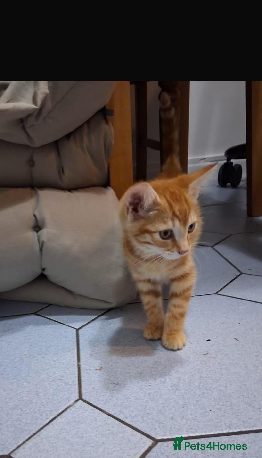 Mixed Breed cats for sale: Domestic Shorthair Kittens - Image 4